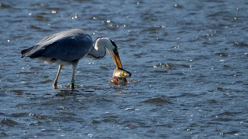 Grey Heron, Vltava River, Prague, Czech Republic